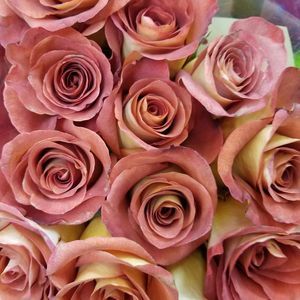 Meet your Posher, Rose